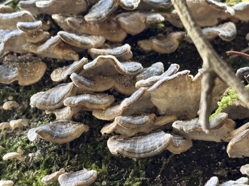 Trametes versicolor