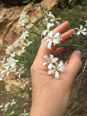 Phlox tenuifolia