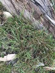 Microlaena stipoides