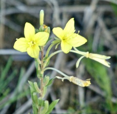 Oenothera rhombipetala