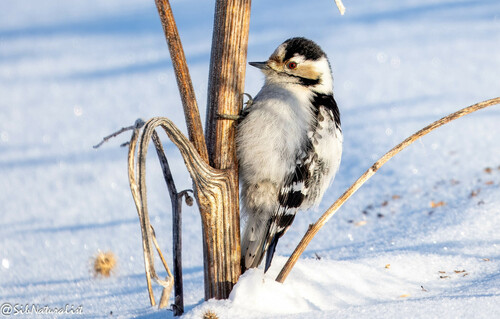 Lesser Spotted Woodpecker