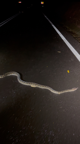 Australian Scrub Python sighting