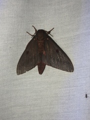 Citheronia sepulcralis