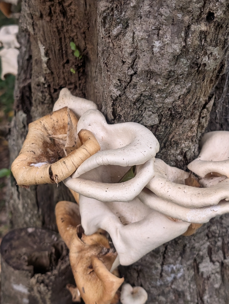 Lentinus sajor-caju · January 2025 · photo: © lewispeach (iNaturalist, CC)