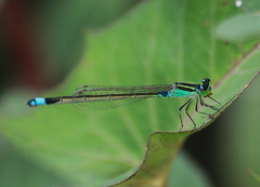 Ischnura senegalensis