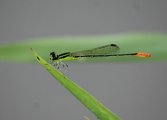 Agriocnemis femina