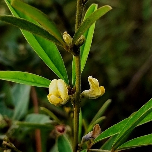 Tephrosia sessiliflora