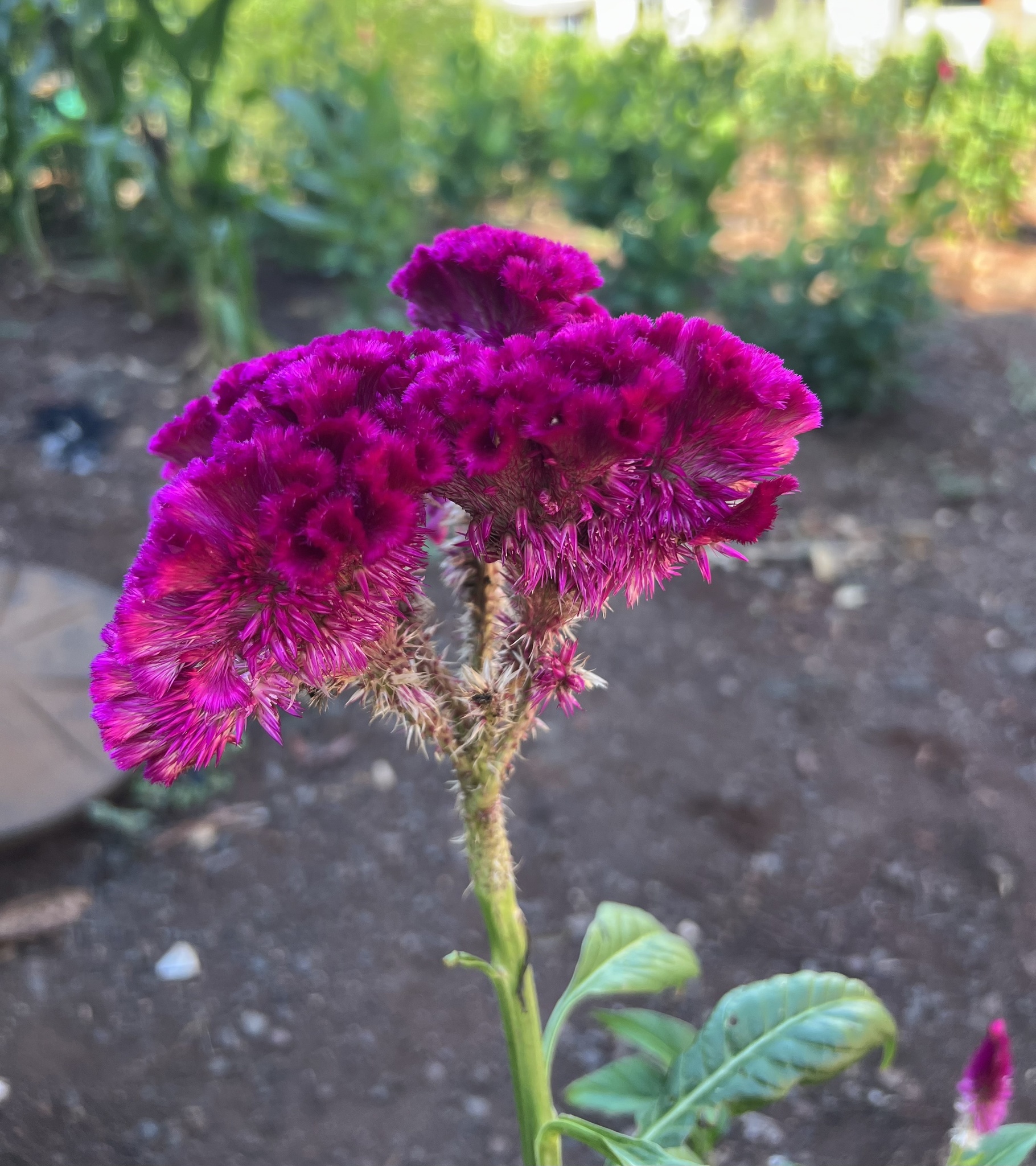 Celosia argentea