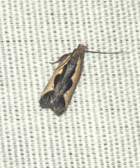 Dichomeris fistuca