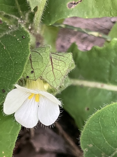 Crabbea velutina, photograph 6