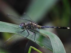 Diplacodes trivialis