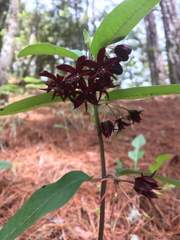 Asclepias melantha