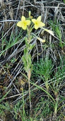 Oenothera rhombipetala