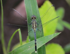 Diplacodes trivialis