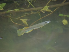 White-Eye photo 3