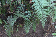 Asplenium appendiculatum appendiculatum