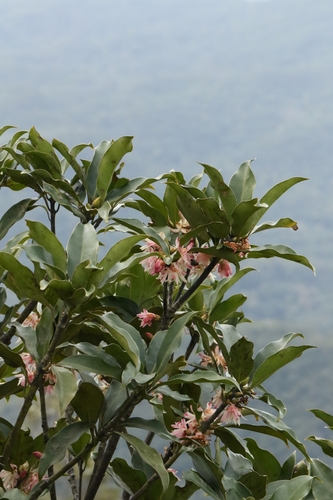Image of Illicium angustisepalum by no rights reserved