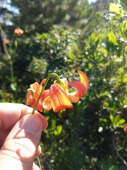 Lilium pardalinum shastense