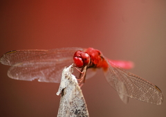 Crocothemis servilia
