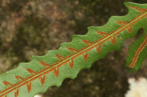 Woodwardia harlandii (Woodwardia harlandii)