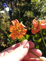 Lilium pardalinum shastense