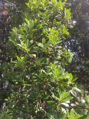 Myrsine lessertiana