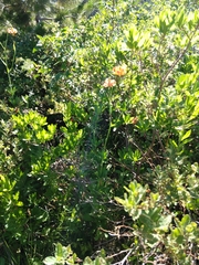 Lilium pardalinum shastense