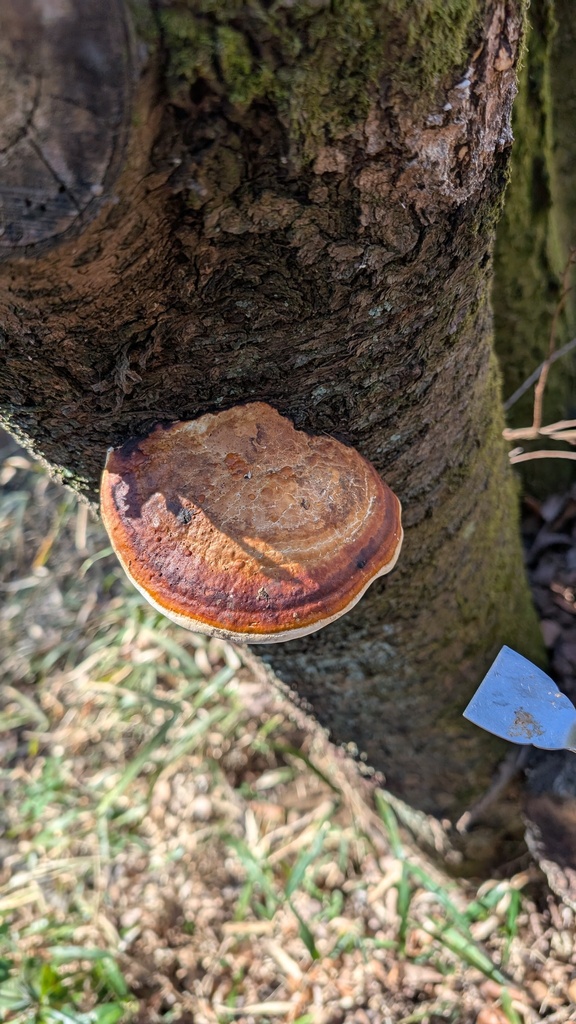 Fomitopsis pinicola · February 2025 · photo: © atsushi_nakajima_cirque (iNaturalist, cc-by)