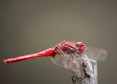 Crocothemis servilia