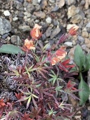 Potentilla biflora