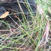 Lepidosperma gunnii - Photo (c) Tricia Stewart, algunos derechos reservados (CC BY-NC), subido por Tricia Stewart