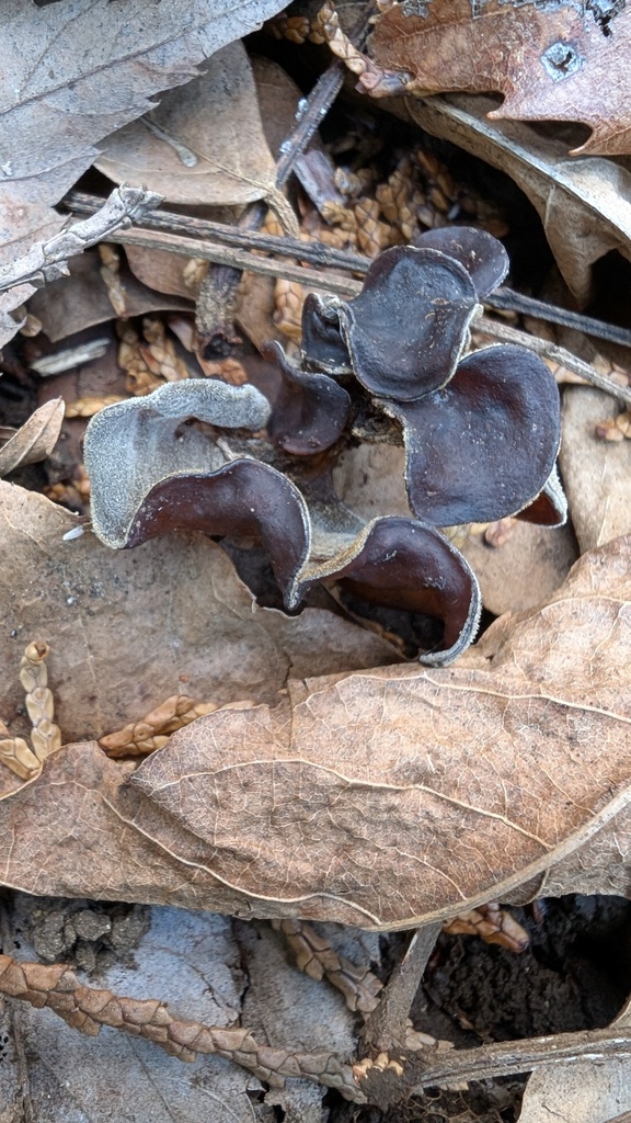 Auricularia polytricha · February 2025 · photo: © atsushi_nakajima_cirque (iNaturalist, cc-by)
