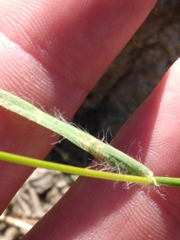 Danthonia unispicata