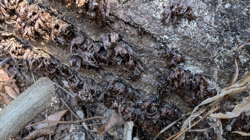 Xylobolus spectabilis · February 2025 · photo: © atsushi_nakajima_cirque (iNaturalist, cc-by)