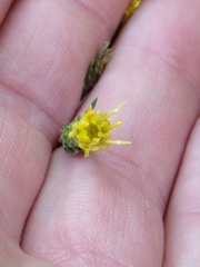 Erigeron inornatus