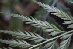 Asplenium appendiculatum appendiculatum