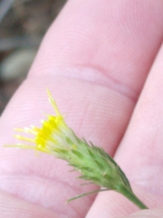 Erigeron inornatus