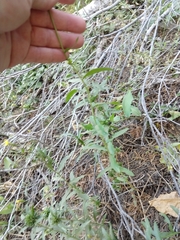 Erigeron inornatus