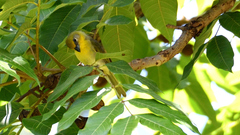 Piranga erythrocephala