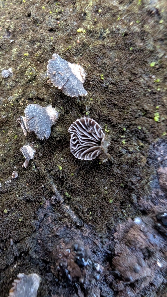Resupinatus applicatus · February 2025 · photo: © atsushi_nakajima_cirque (iNaturalist, cc-by)