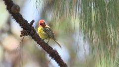 Piranga erythrocephala