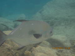 Trachinotus falcatus