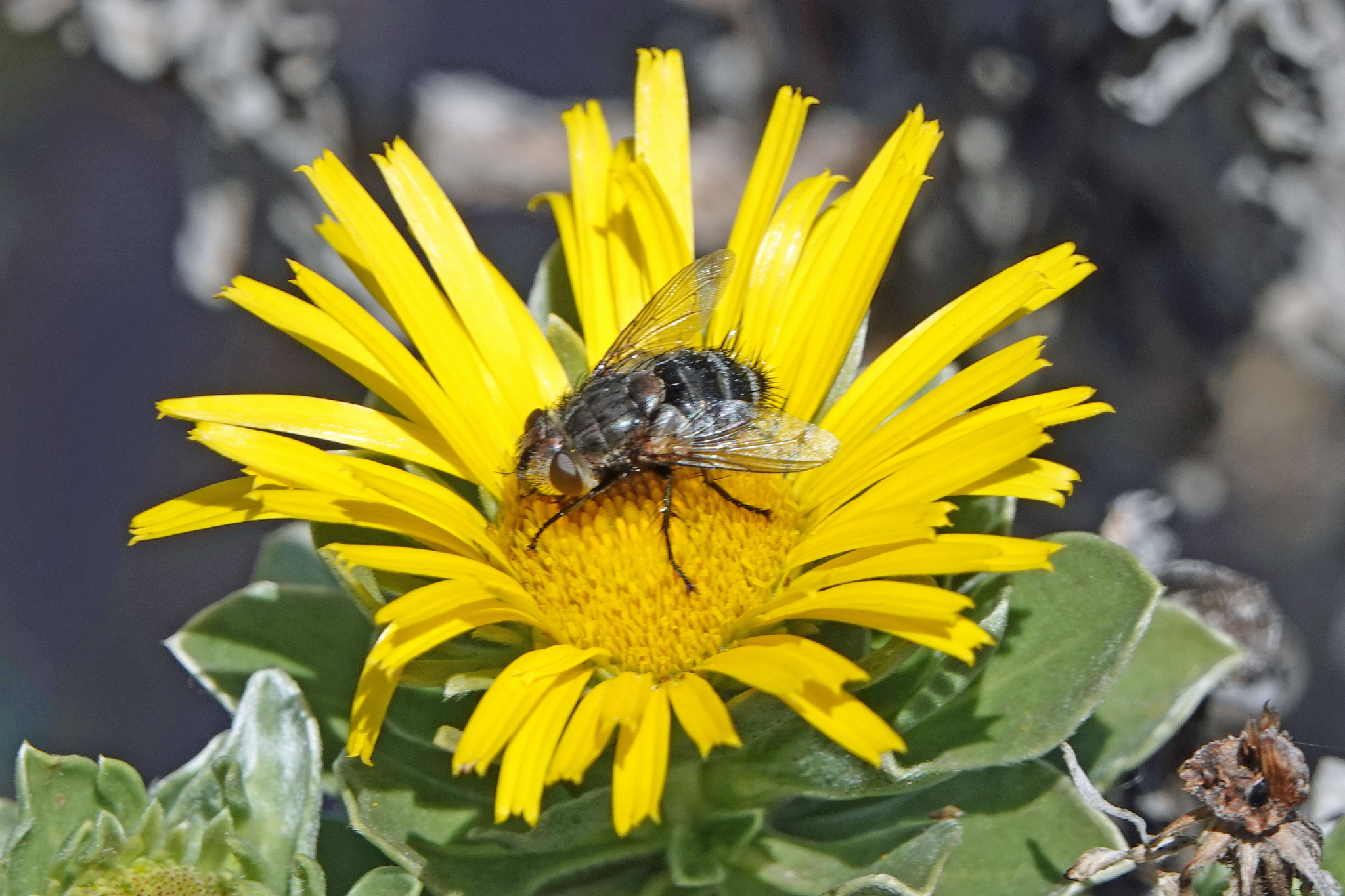 Pseudogonia fasciata
