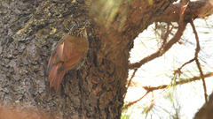 Lepidocolaptes leucogaster