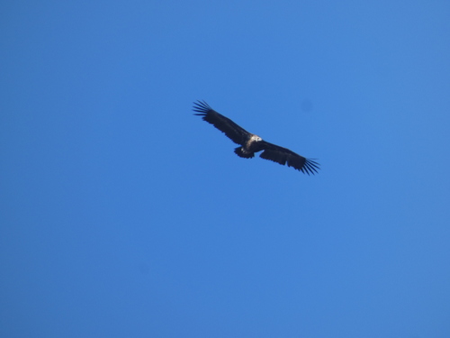 Cinereous Vulture (Aegypius monachus), photo 8
