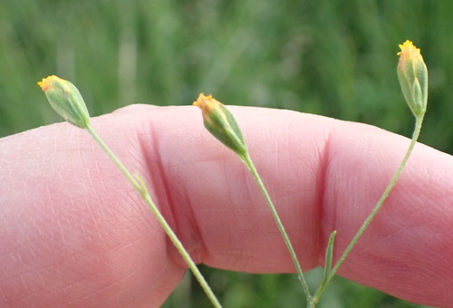Image of Dwarf Marigold (Schkuhria pinnata) by (c) Nicola van Berkel, some rights reserved (CC BY-SA)