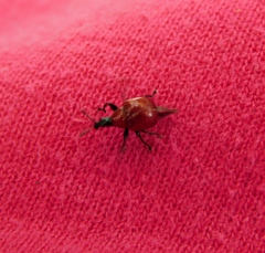 Attelabinae