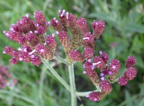 Image of Verbena incompta by (c) Nicola van Berkel, some rights reserved (CC BY-SA)