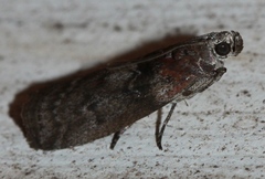 Sciota subcaesiella