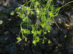 Ranunculus arvensis